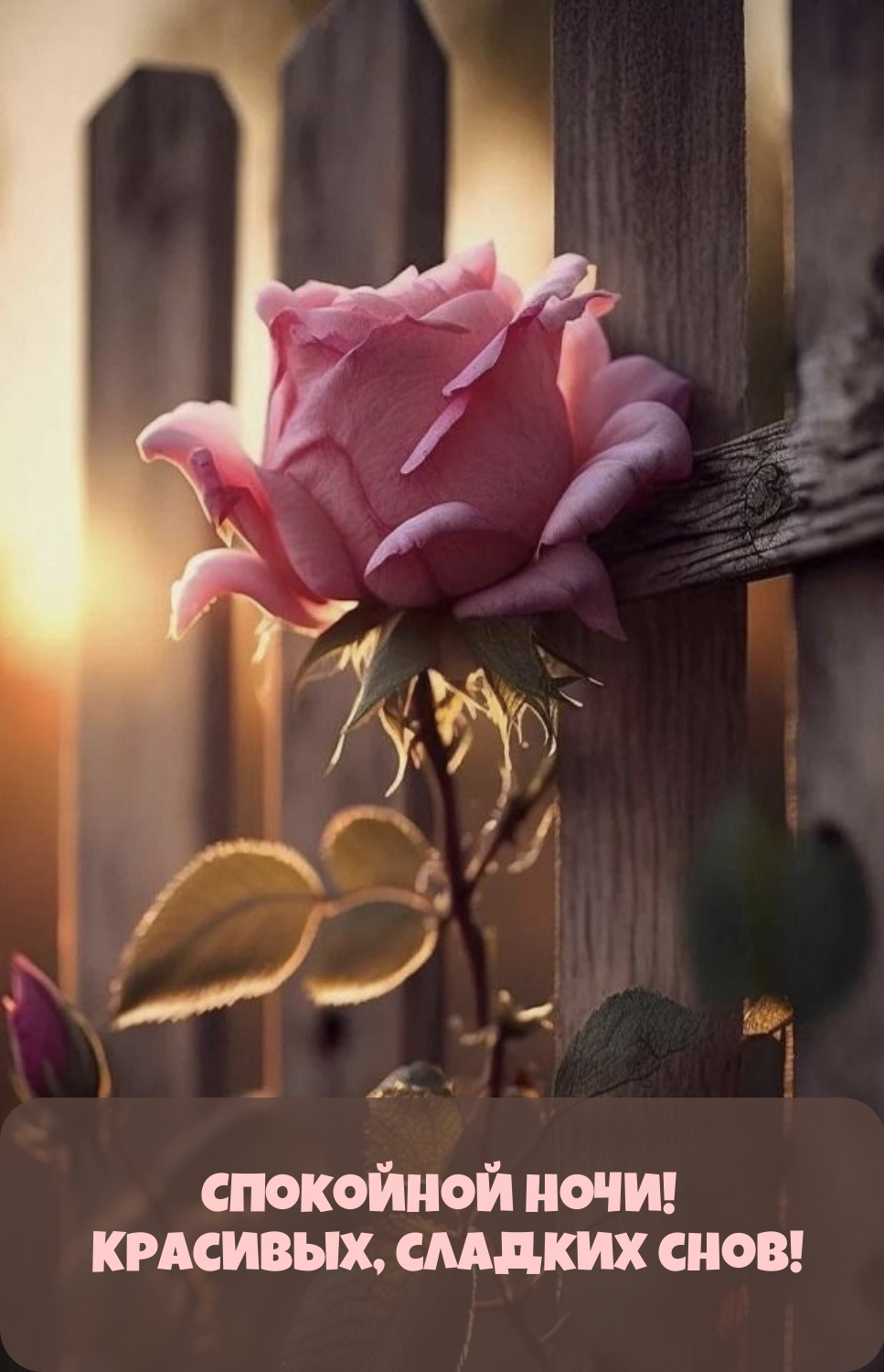 Красивые открытки спокойной ночи с цветами - 42 фото - смотреть онлайн