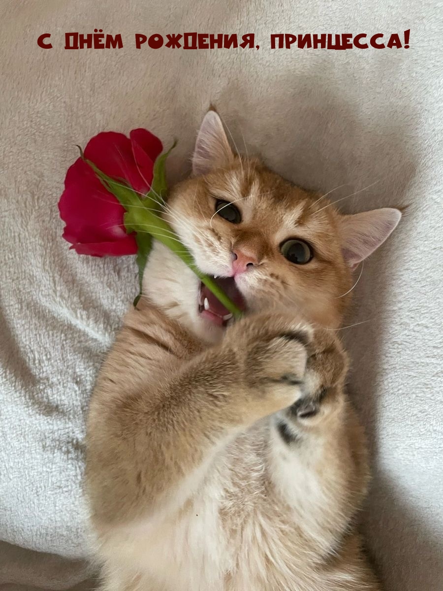 Милые животные с цветами