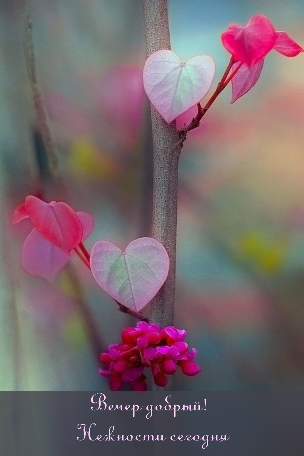 Красивое весеннее сердце. Цветы сердечки. Весеннее сердечко. Сердце в природе.